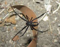 Image of Western Black Widow spider