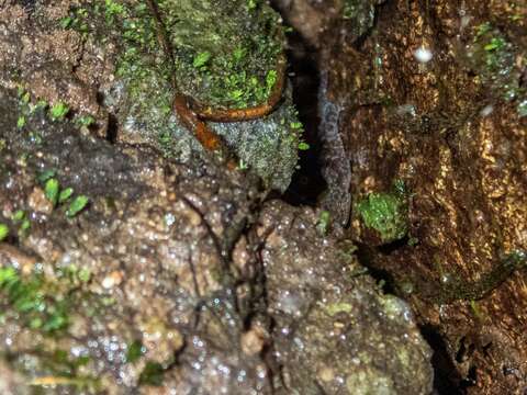 Image of Brook's House Gecko