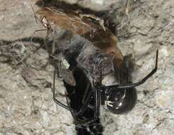 Image of Western Black Widow spider