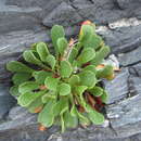 Image of Limonium emarginatum (Willd.) O. Kuntze
