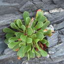 Image de Limonium emarginatum (Willd.) O. Kuntze