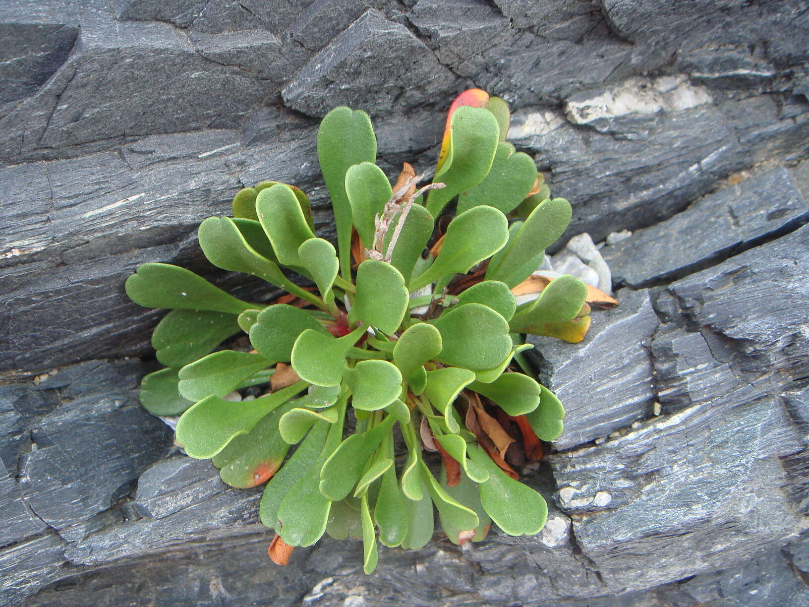 Image of Limonium emarginatum (Willd.) O. Kuntze