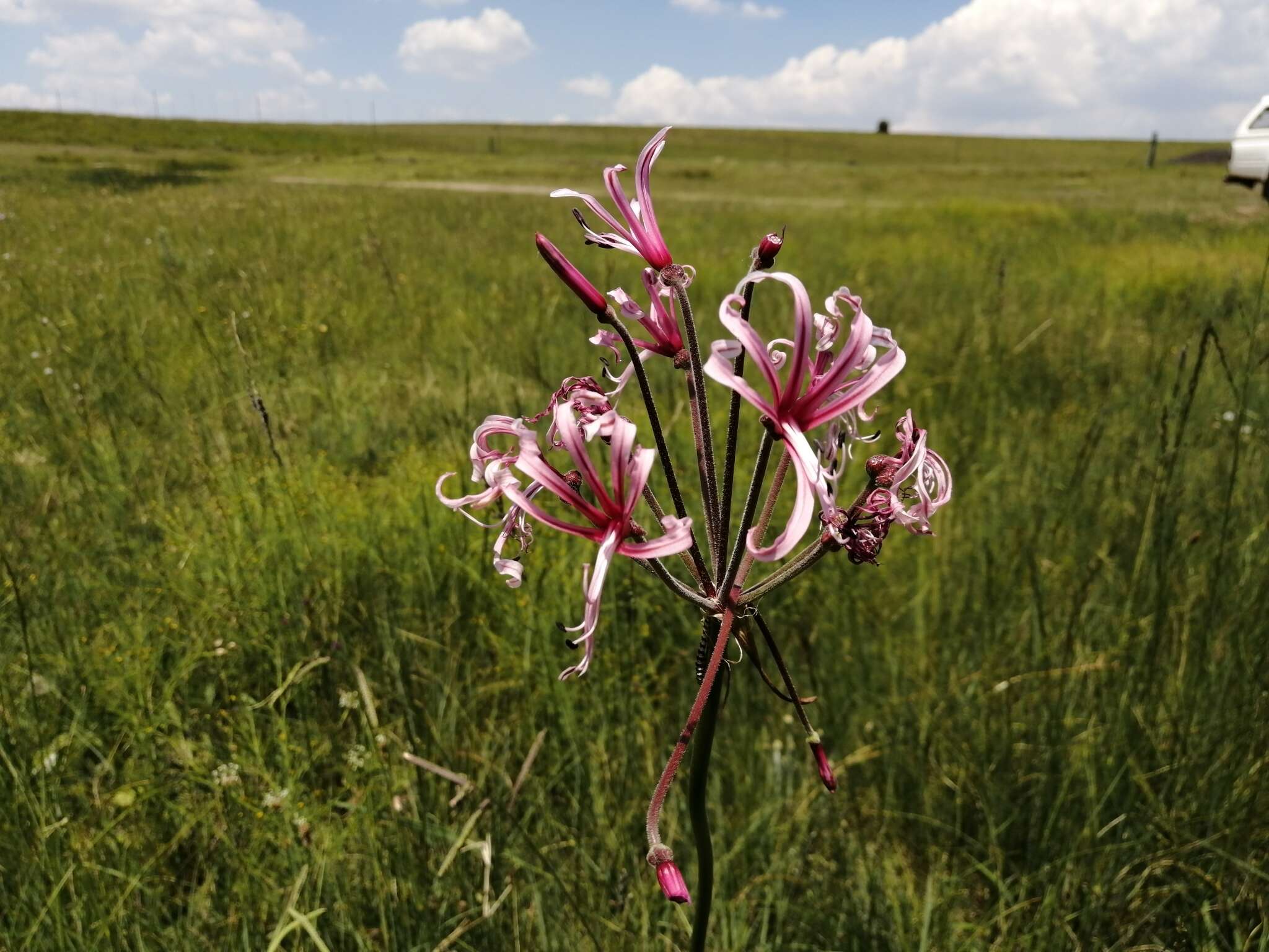 Image of Nerine angustifolia (Baker) W. Watson