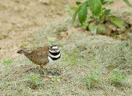 Image of Killdeer