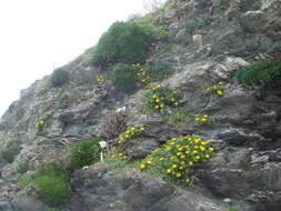 Image of Limonium emarginatum (Willd.) O. Kuntze