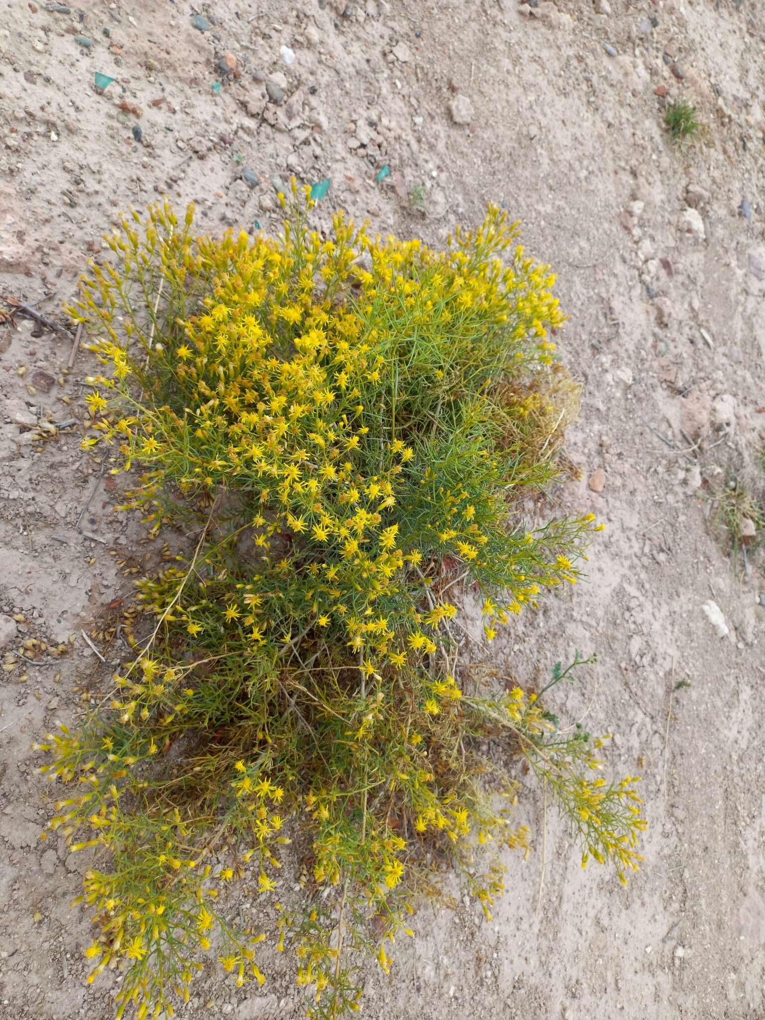 Image of <i>Senecio <i>subulatus</i></i> var. subulatus