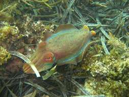 Image of Giant Australian Cuttlefish