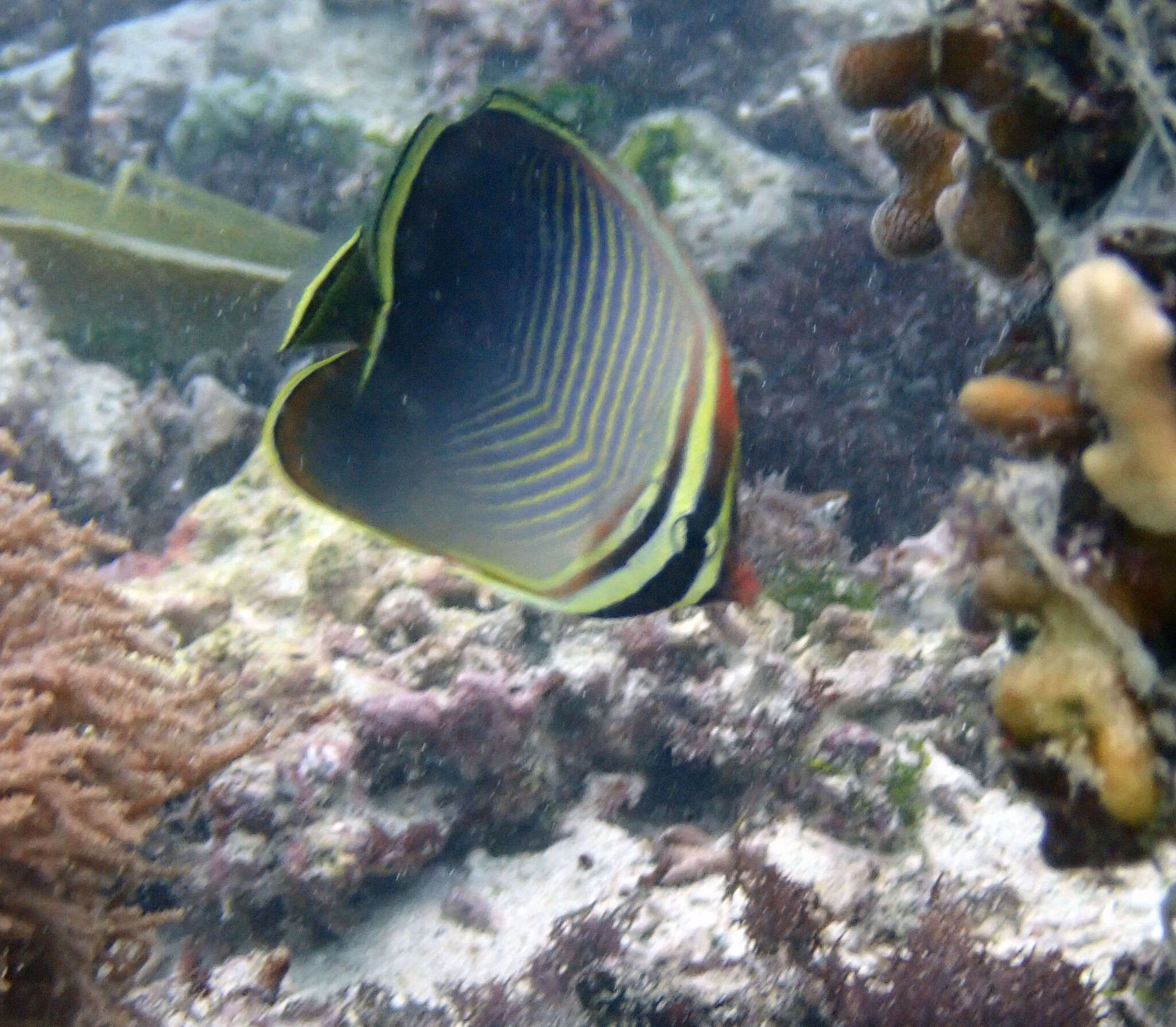 Image de Chaetodon baronessa Cuvier 1829