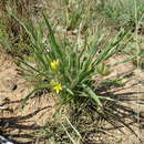 Image of Hypoxis ludwigii Baker