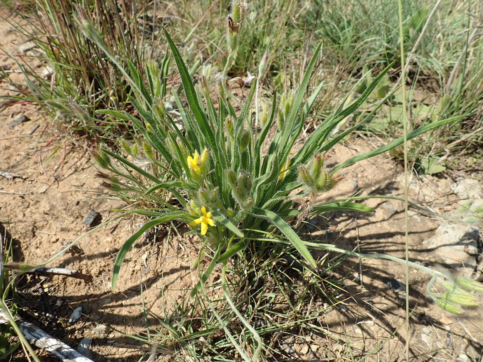 Image of Hypoxis ludwigii Baker