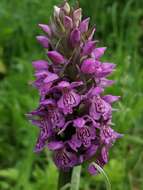 Image de Dactylorhiza sibirica Efimov