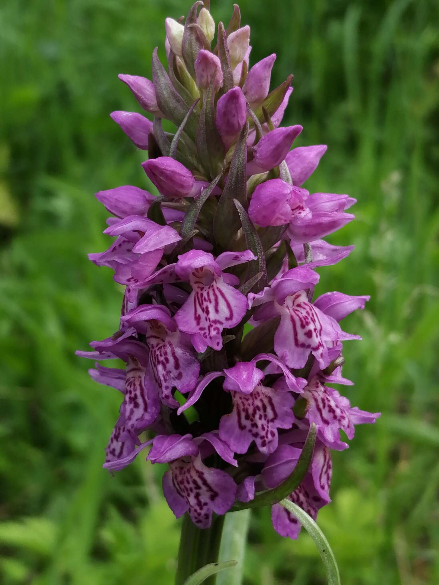 Image de Dactylorhiza sibirica Efimov