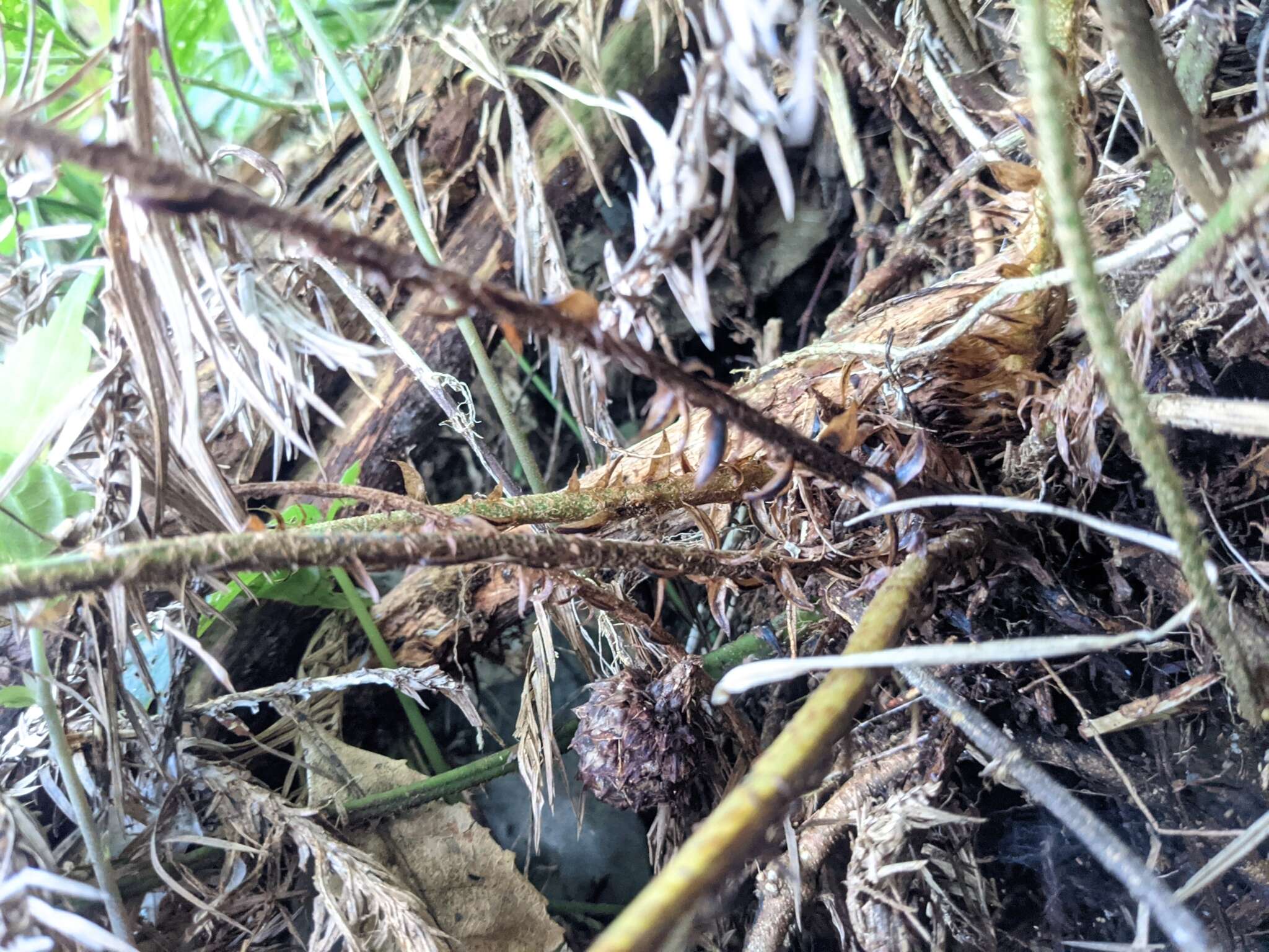 Image de Polystichum biaristatum (Bl.) Moore