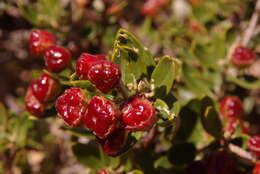 Image of <i>Phylica oleifolia</i>