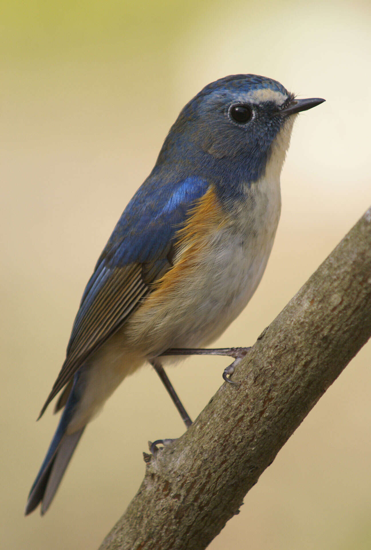 Image of Orange-flanked Bush-Robin