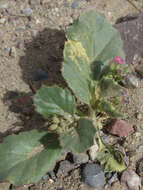 Image of broadleaf gilia