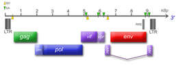 Image of Feline immunodeficiency virus