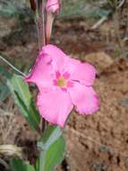 Image of Mandevilla illustris (Vell.) R. E. Woodson