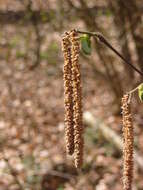 Image of Cobnut