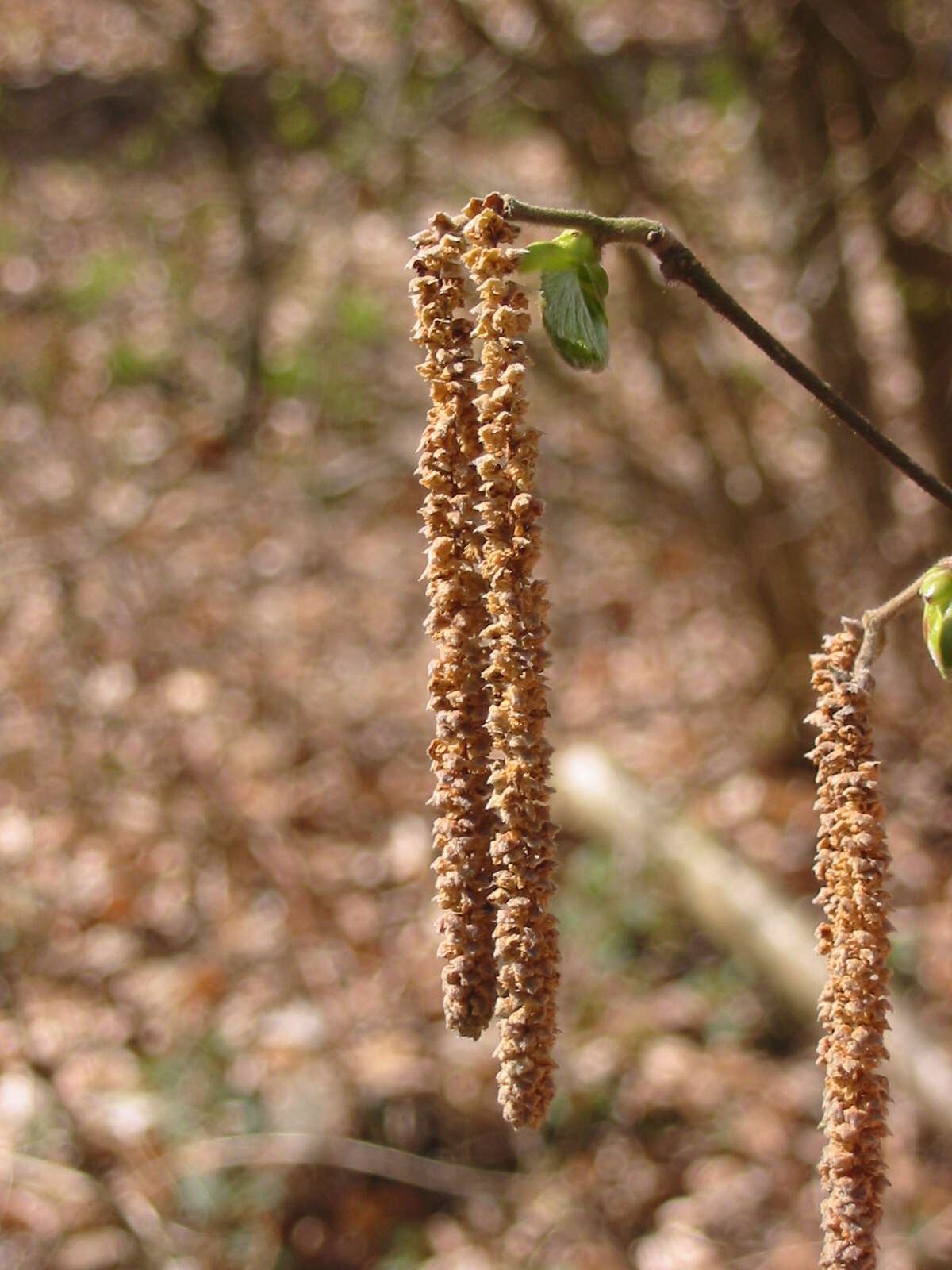 Image of Cobnut