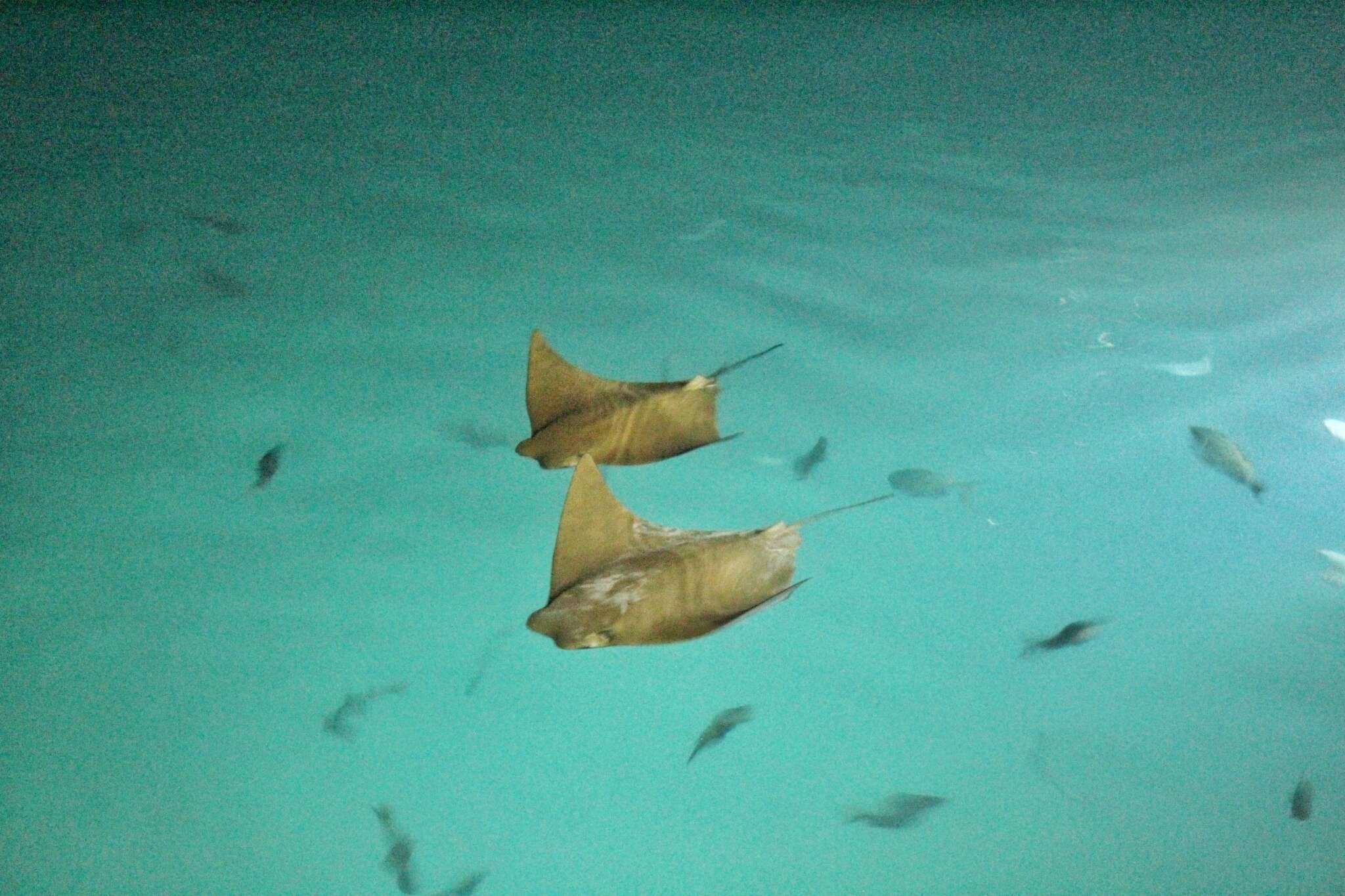 Image of Golden Cownose Ray