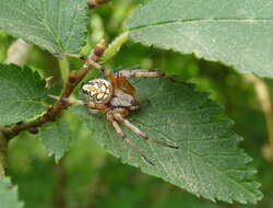 Image of Neoscona adianta (Walckenaer 1802)