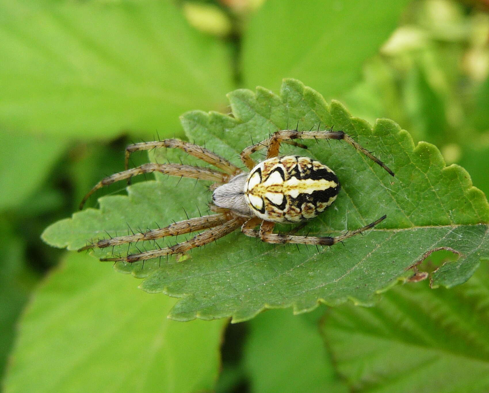 Image of Neoscona adianta (Walckenaer 1802)