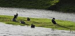 Image of Phalacrocorax carbo carbo (Linnaeus 1758)