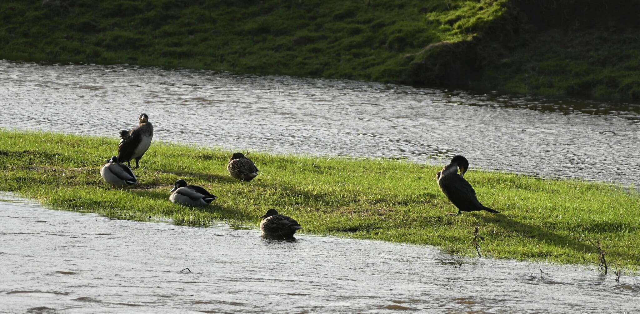 Image of Phalacrocorax carbo carbo (Linnaeus 1758)