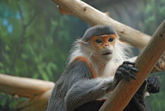 Image of Gray-shanked Douc Langur