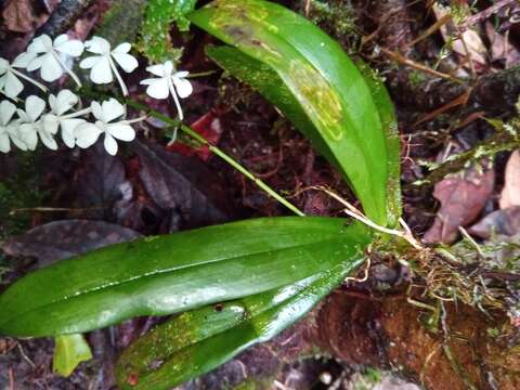 Image of Aerangis citrata (Thouars) Schltr.