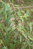 Image of peach-leaved poison bush