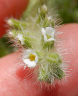 Plancia ëd Cryptantha crassisepala (Torr. & Gray) Greene