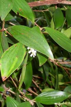 Image of Trochocarpa laurina (Rudge) R. Br.