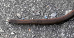 Image of Common Slug Eater