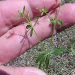 Galium tinctorium L. resmi