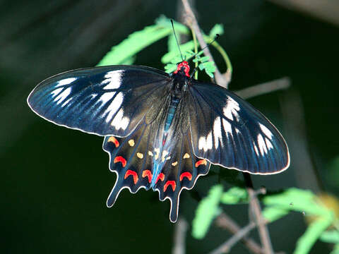 Image of Pachliopta hector (Linnaeus 1758)