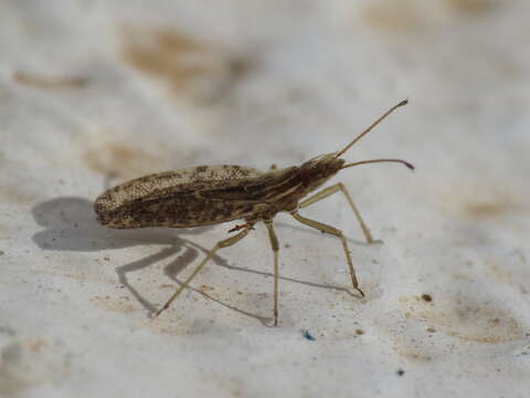 صورة Cantacader quadricornis (Le Peletier & Serville 1828)