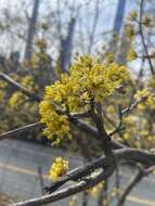 Plancia ëd Cornus officinalis Siebold & Zucc.