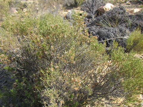 Image de Elytropappus adpressus Harv.