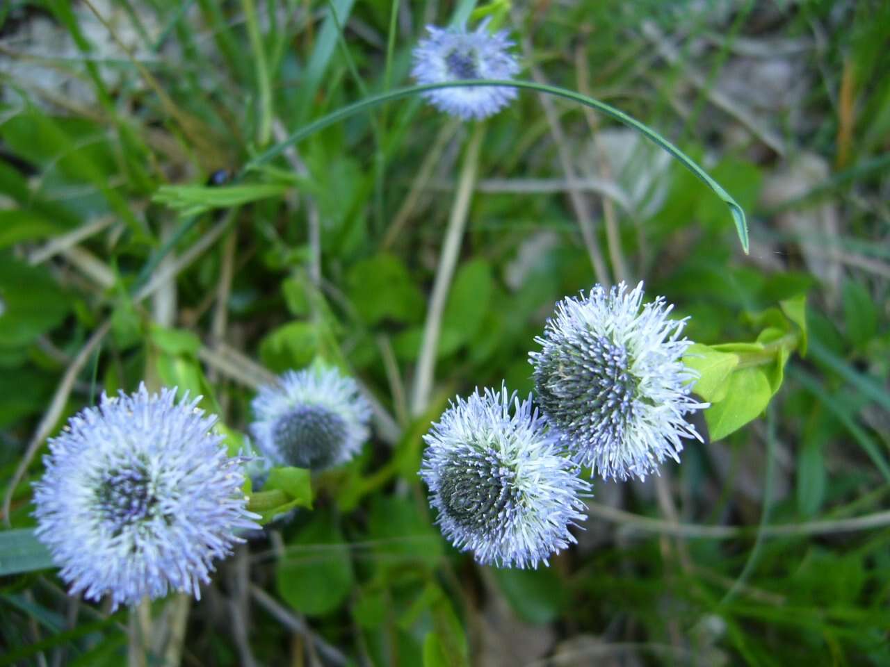 Image of Globularia bisnagarica L.