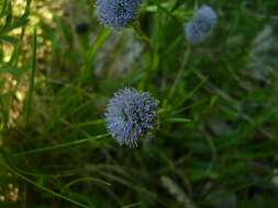 Image of Globularia bisnagarica L.