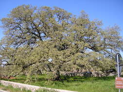 Image of Quercus ithaburensis Decne.