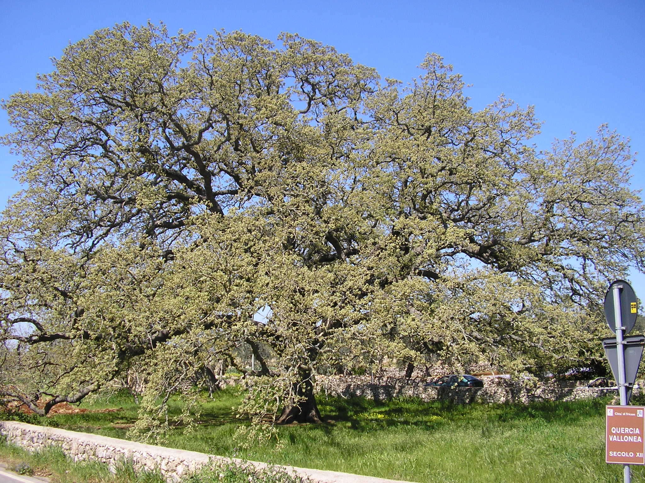 Image of Quercus ithaburensis Decne.