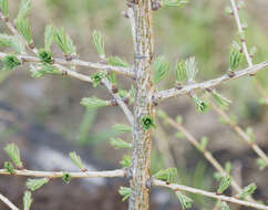 Image of Siberian Larch