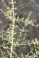 Image of Siberian Larch