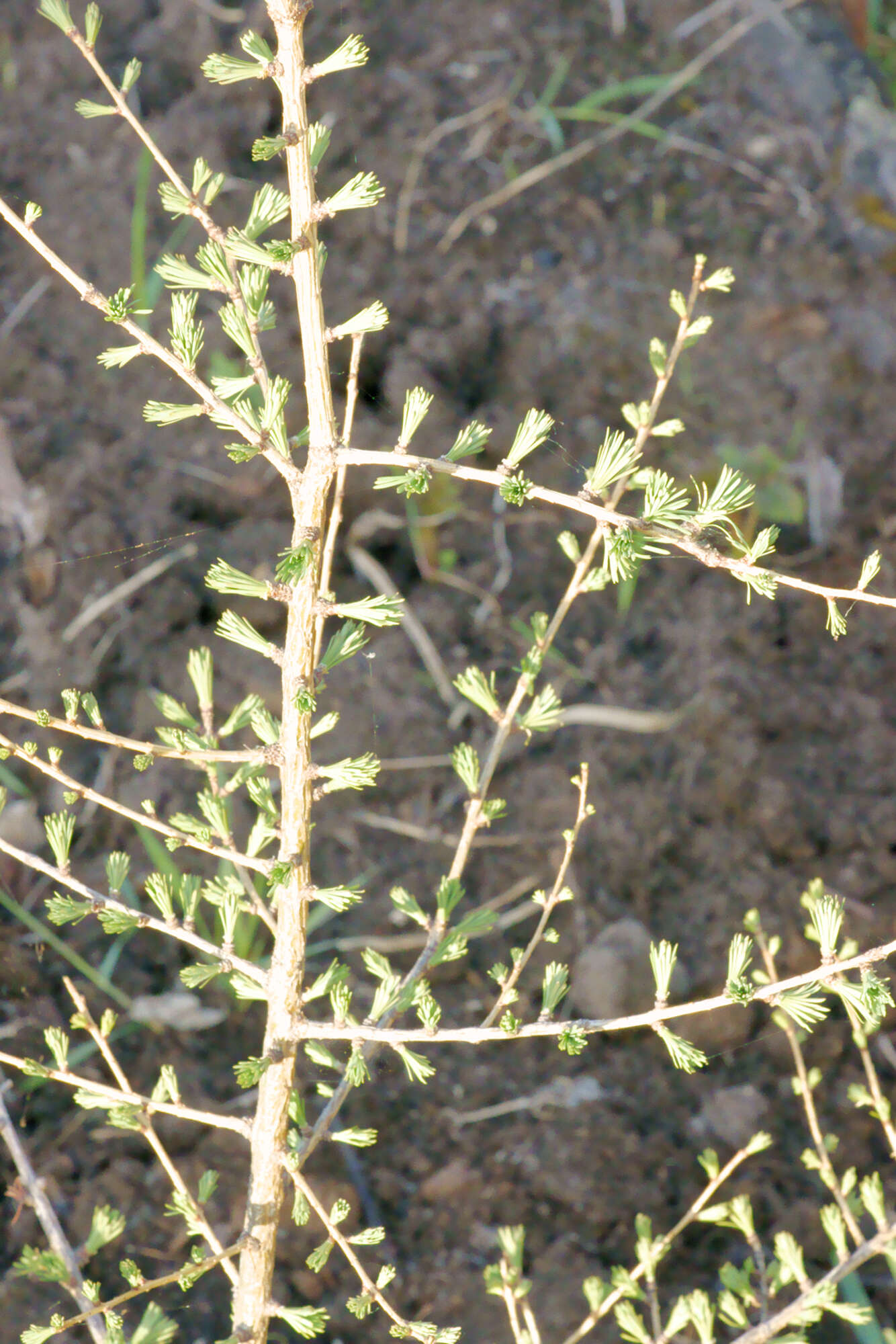 Image of Siberian Larch