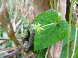 Image of Microsechium palmatum (Ser.) Cogn.