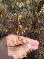 Plancia ëd Utricularia cornuta Michx.