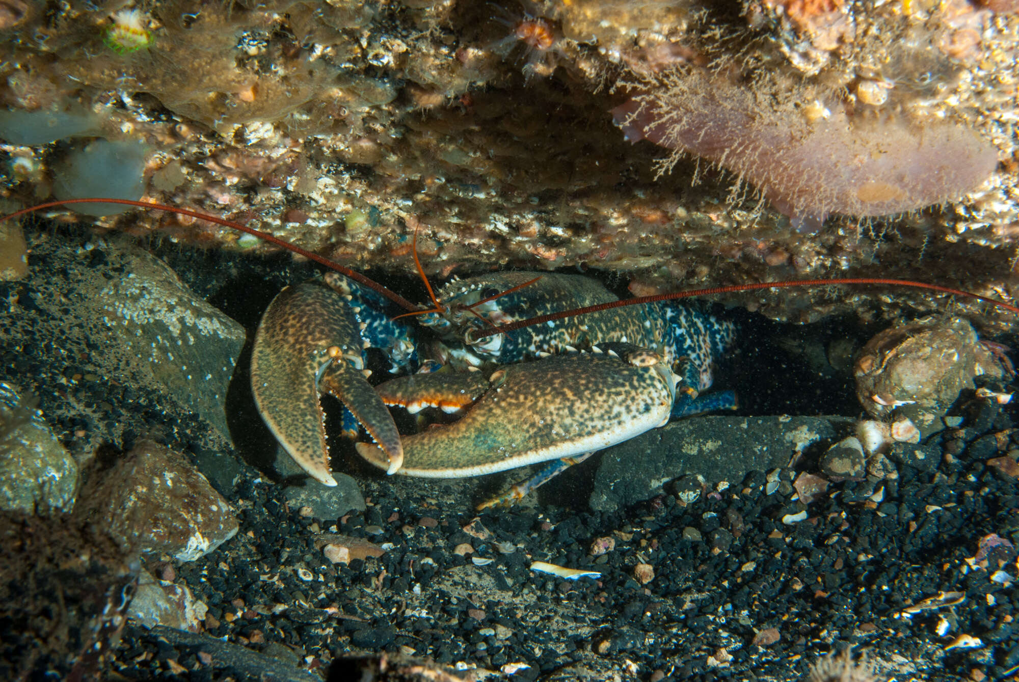 Image of Common lobster